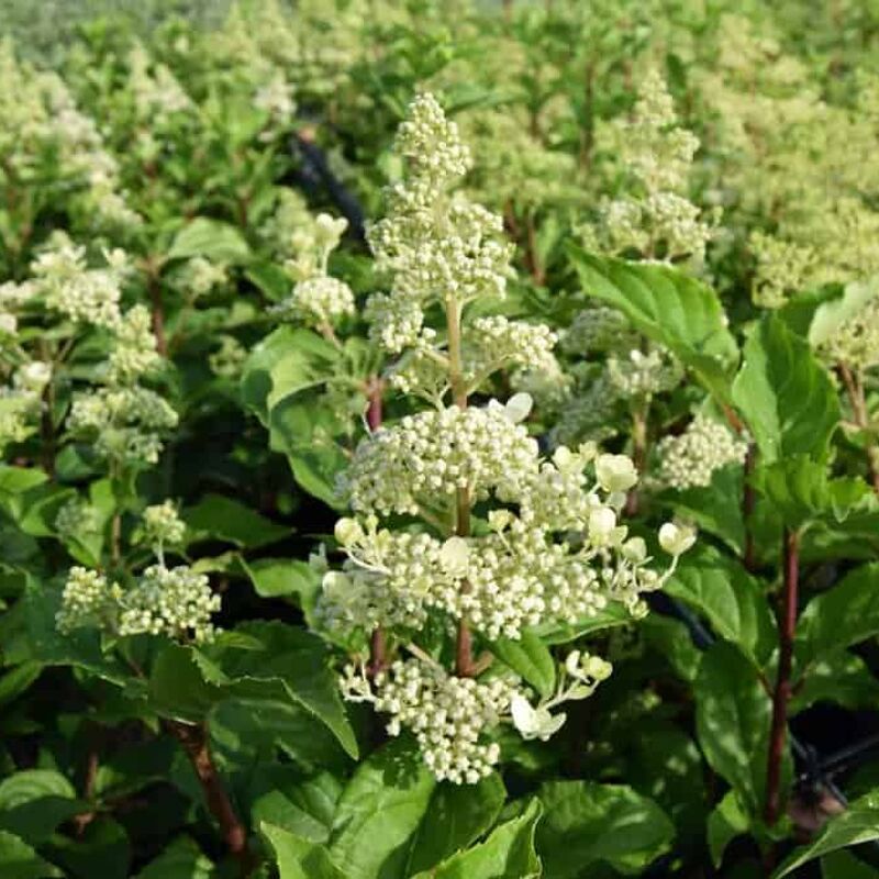 Hydrangea paniculata 'Kyushu' 40-60 cm